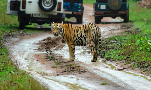 india wildlife safari tour