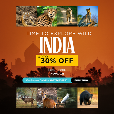 india wildlife tour ad