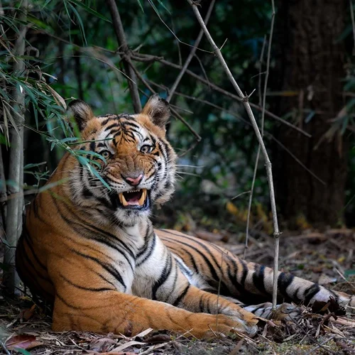 Golden Triangle With Ranthambore Tour