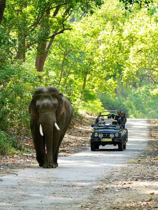 jim corbett national park