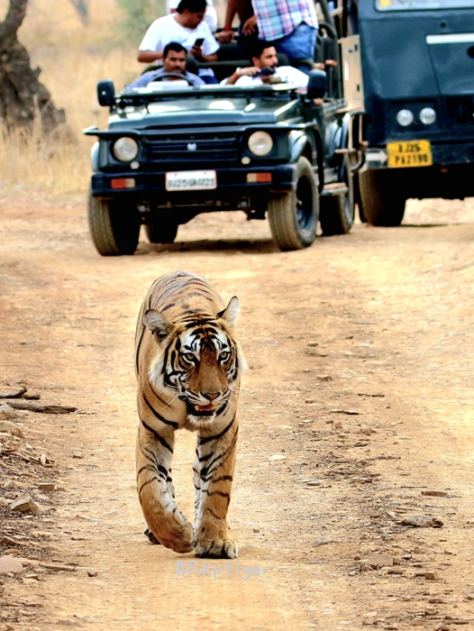 ranthambore national park
