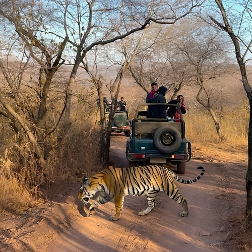 Ranthambore Tiger Safari