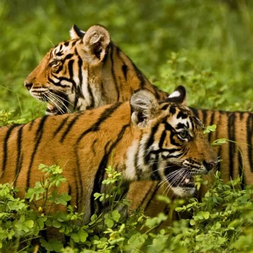 Sariska Tiger Safari