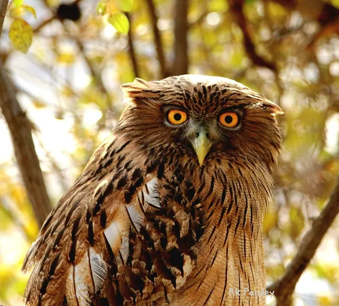 Ranthambore Bird Watching