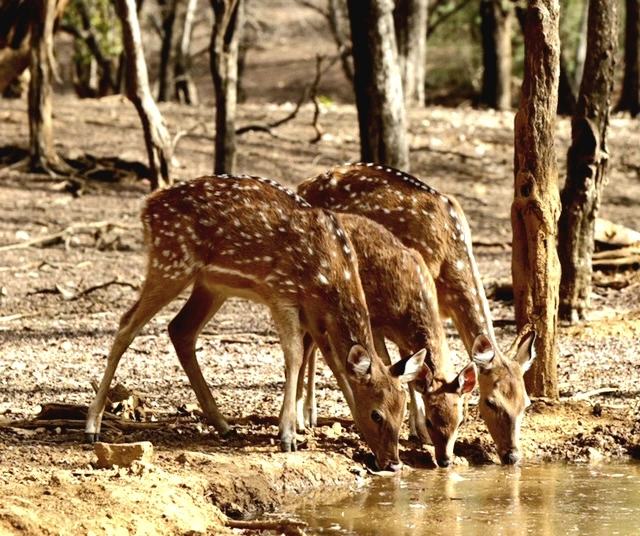 Ranthambore Herbivores