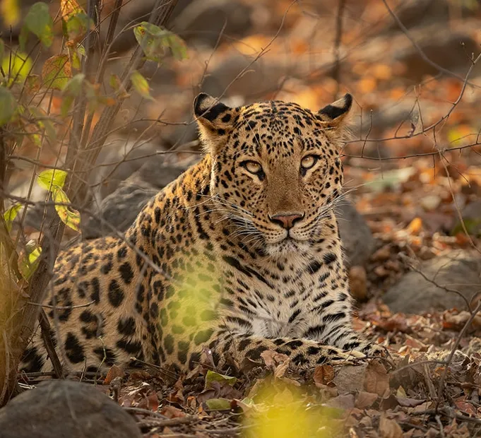 Ranthambore Leopard