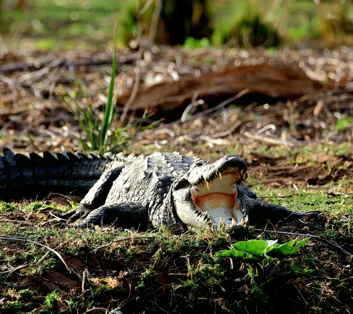 Ranthambore Crocodile