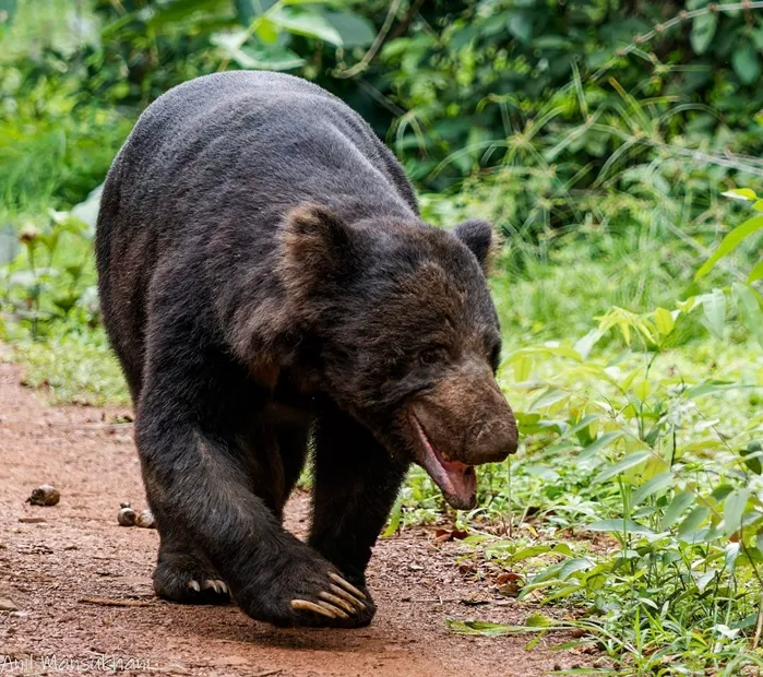 Ranthambore Sloth Bear