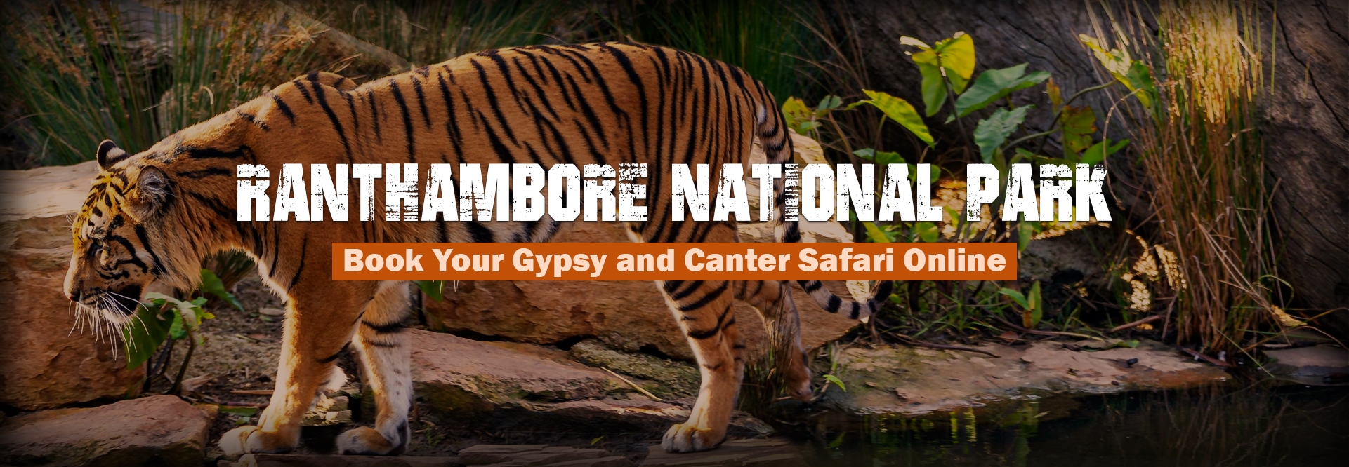 book ranthambore safari