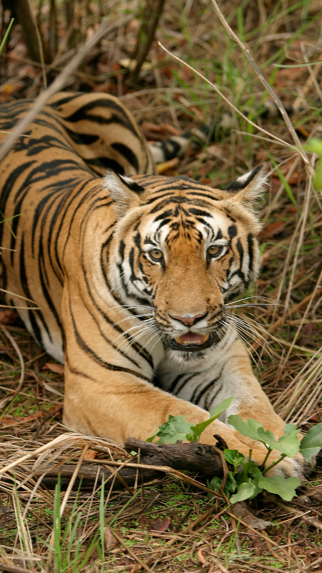 bandhavgarh national park