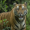 bandhavgarh national park