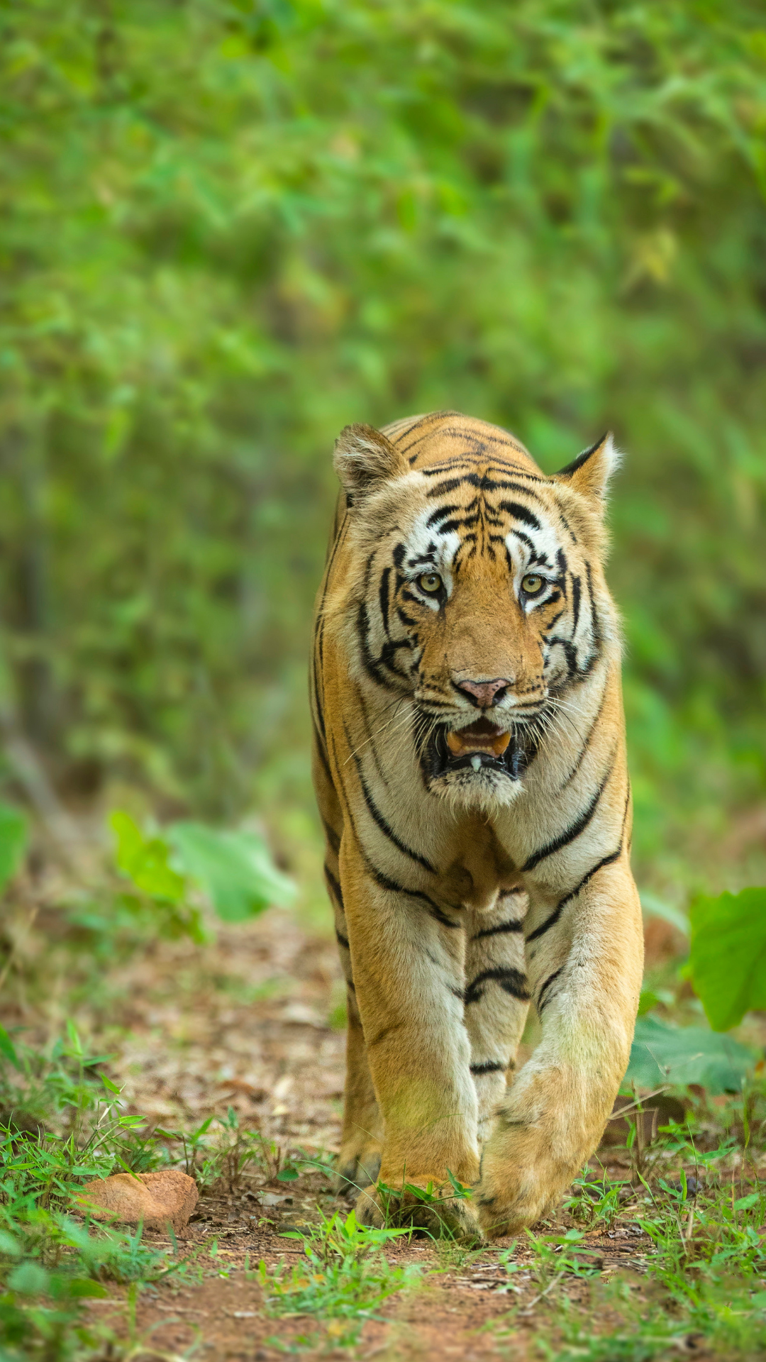 Jim Corbett National Park