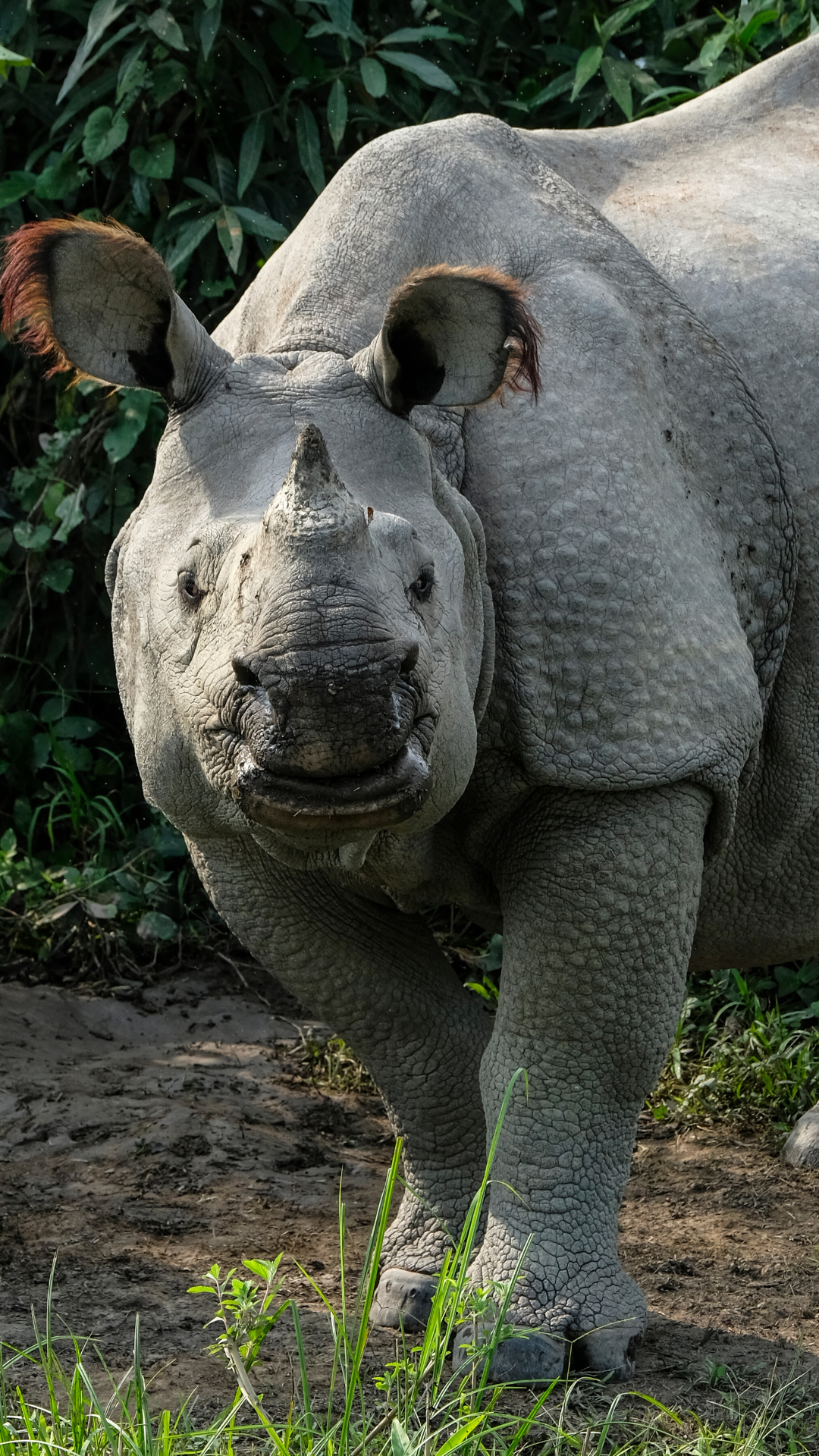 Kaziranga National Park