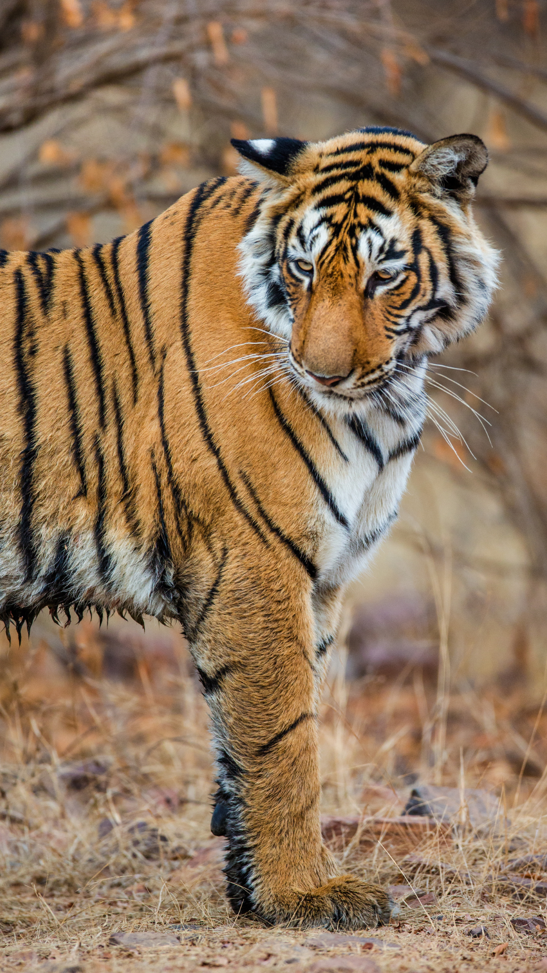 Ranthambore National Park