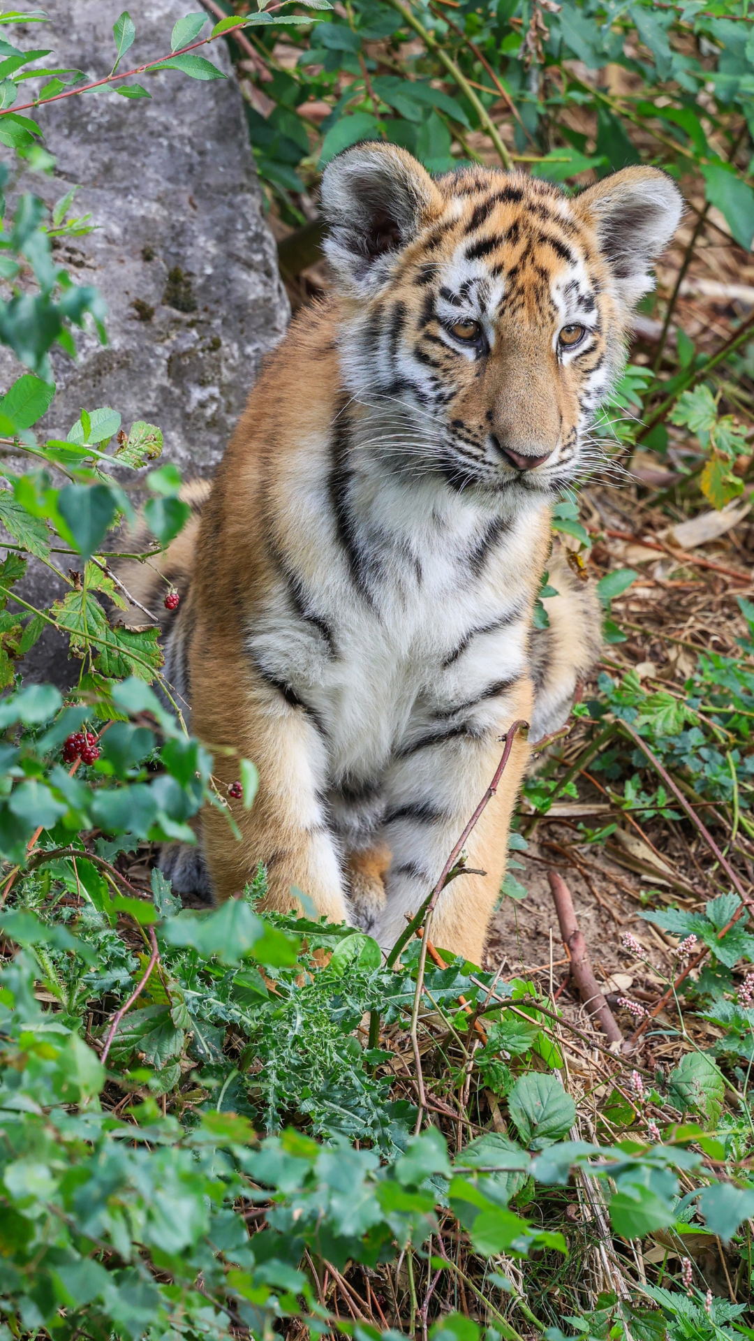 Satpura National Park