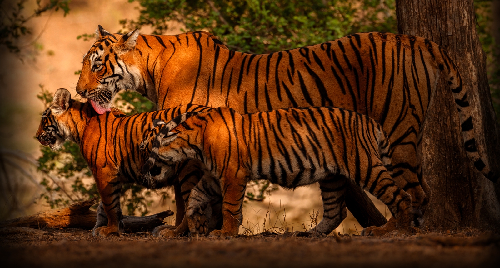 Ranthambore Sloth Bear