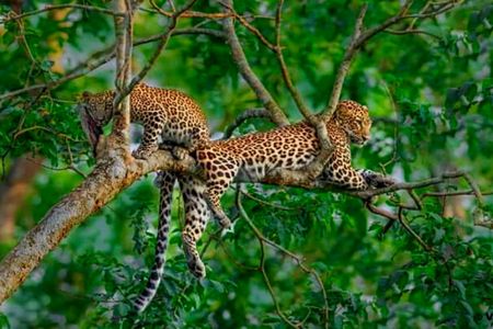 jungle safari booking