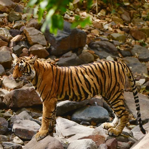 ranthambore tiger reserve
